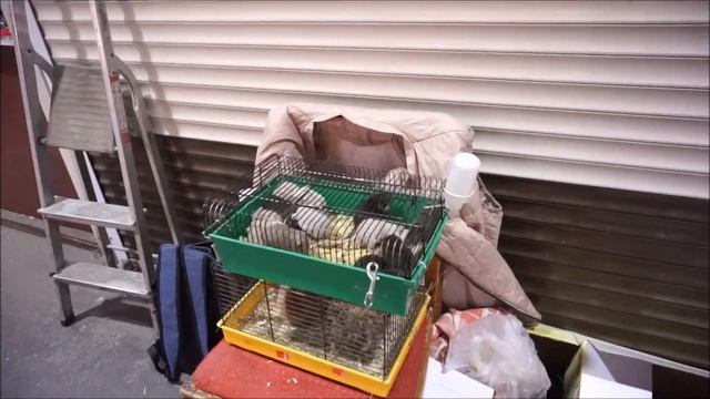 САДОВОД МОСКВА. ПТИЧИЙ РЫНОК. ЗАВЕЛА КОТА? КОТ В РЮКЗАКЕ. смотреть онлайн