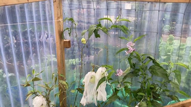 Growing pepinos in the UK (Solanum muricatum) смотреть онлайн