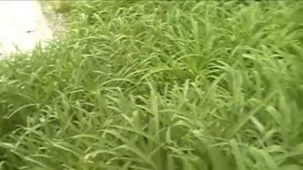 Al Capones abandoned safe house in purgatory michigan