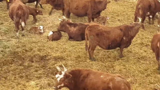 Общий план 1ч