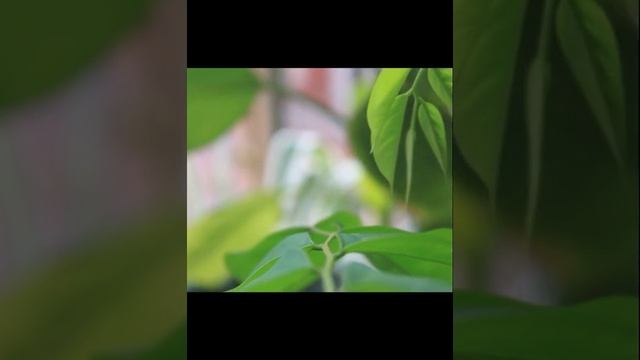 How To Germinate Pterocarpus Indicus | Narra Tree | PH #shorts #native #tree смотреть онлайн