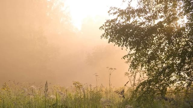 Узнав про беременную любовницу мужа, жена решила действовать. Такого от неё никто не ожидал... смотреть онлайн