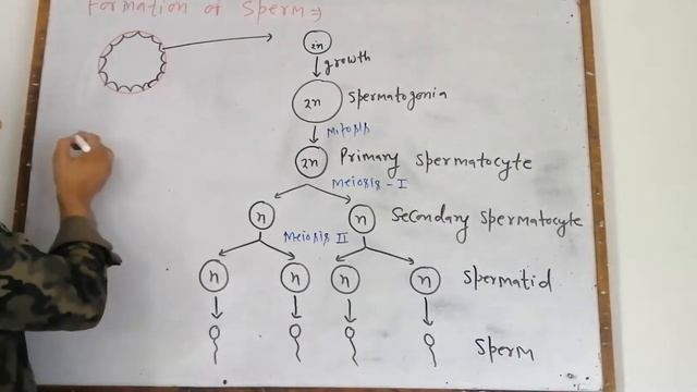 3 Male Reproductive system By-Dr. Indrajeet Sir смотреть онлайн