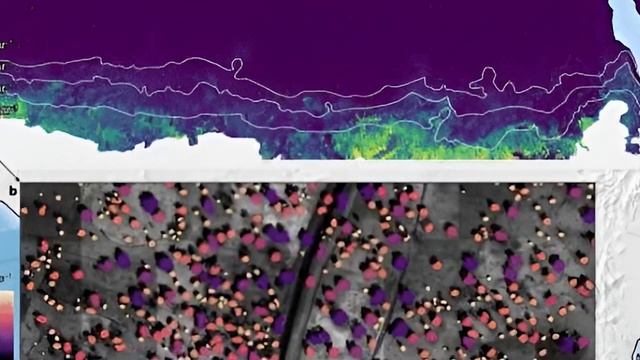 Сколько деревьев произрастает в северной Африке NASA удалось подсчитать их количество смотреть онлайн