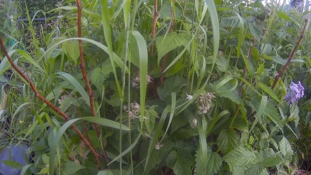 выращивание ремонтантной малины на севере дача под Архангельском смотреть онлайн