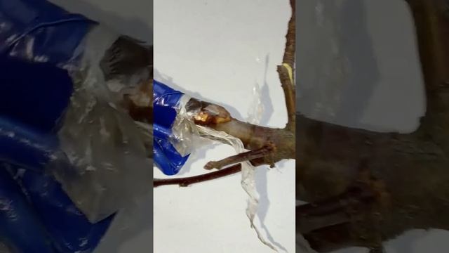 Прививка яблони весной необычным способом.Прививка яблони штрифель смотреть онлайн