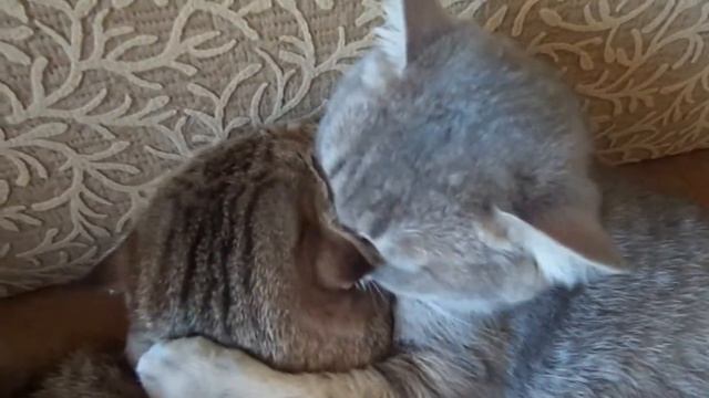 Кошки Соня и Тушёнка. Дочка Тушёнка умывает маму Соню. смотреть онлайн