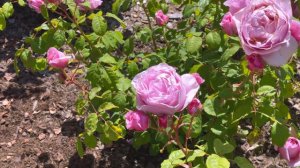 Rose Princesse Claire de Belgique