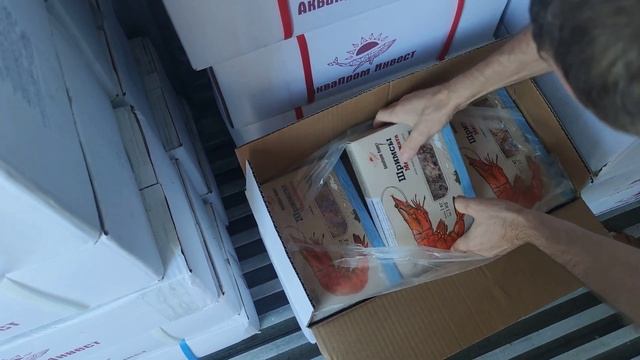 Медвежонок шримс средний(медведка)