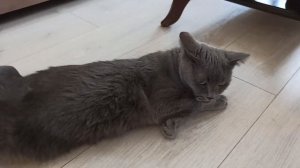 КОШКА ПРОСИТ КОТА! ЧТО ДЕЛАТЬ В ЭТОЙ СИТУАЦИИ?