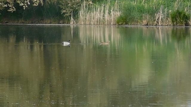 Утки и лебеди на пруду /Отдых на природе/ Рыбалка на пруду /Релакс смотреть онлайн