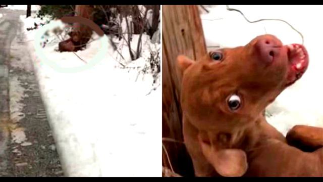 Привязанный к столбу щенок молил о помощи!