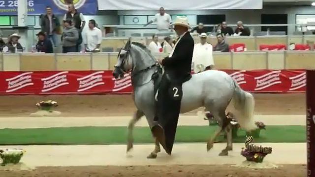 LUNA DE PALMA SECA, GRAN CAMPEONA TROTE Y GALOPE EXPOSEDE 2018 смотреть онлайн