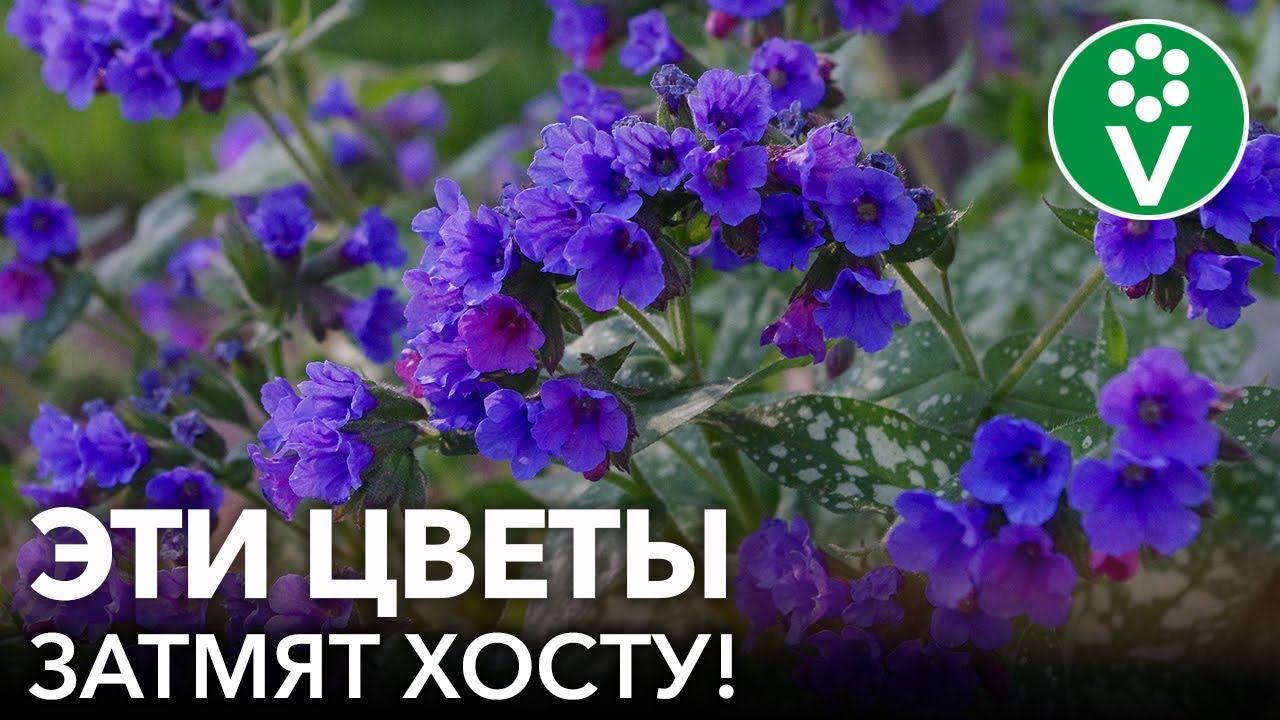 НЕ ТОЛЬКО ХОСТА! Вот еще 7 неприхотливых многолетних цветов с красивой листвой для тени и солнца смотреть онлайн