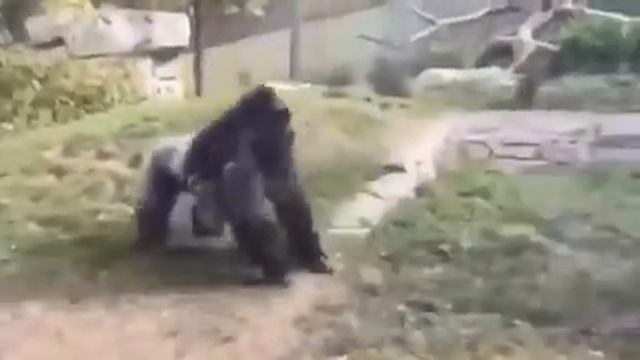 Драка двух горилл!!! смотреть онлайн