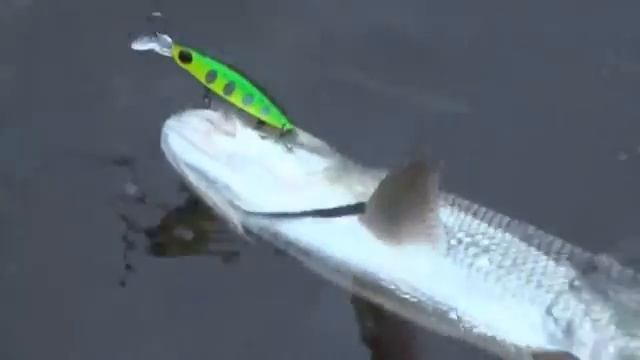 Как ловить жереха с берега на спиннинг смотреть онлайн