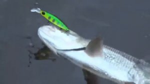 Как ловить жереха с берега на спиннинг