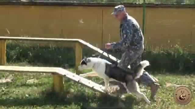 Хаски дрессировка / Siberian husky training смотреть онлайн