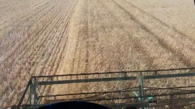 Комбайн Нива СК 5 уборка озимой пшеницы 3й день смотреть онлайн
