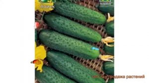 Огурец обыкновенный Марьина роща F1 ? обзор: как сажать, семена огурца Марьина роща F1