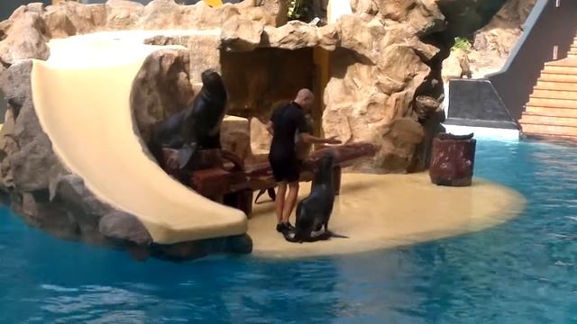 Шоу Тюленей- Лоро Парк - Тенерифе смотреть онлайн