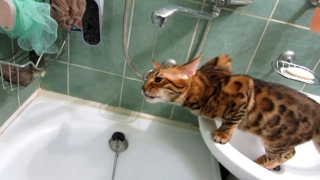 Мой бенгальский кот Лео любит воду смотреть онлайн