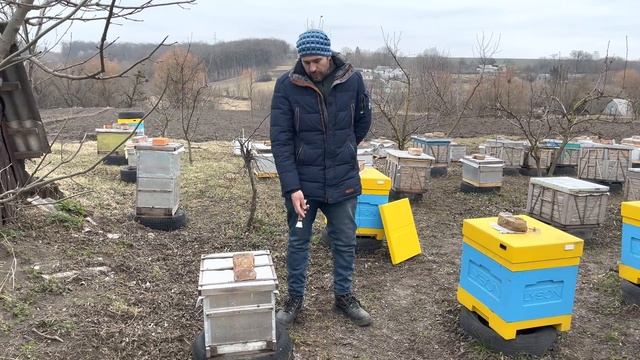 Что я делал на пасеке весной. Как выглядят пчелиные семьи и отводки после поджатия смотреть онлайн