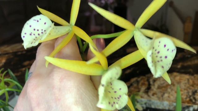Brassavola orchids in bloom. B. Little star, Bc. Green bird , Bc. Yellow bird. Brassavola hybrids. смотреть онлайн