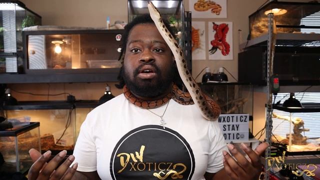 Advice For New Snake Owners | Things I wish I Knew смотреть онлайн