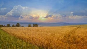 Красивые пшеничные поля показ слайдов 2015!