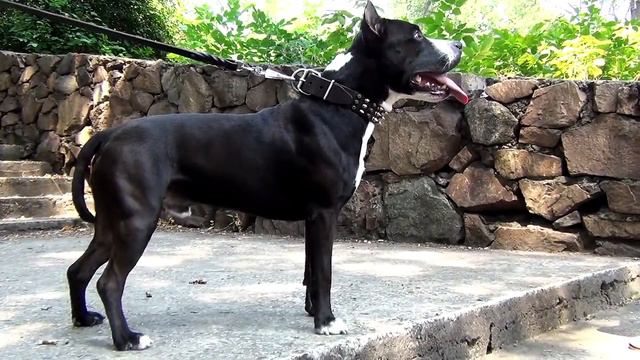 Rottweiler, Bullmastiff and Amstaff wear Stylish Spiked Leather Collar смотреть онлайн