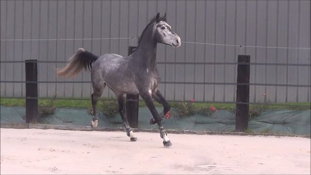 Suspens (Cornet x Chacco Blue) смотреть онлайн
