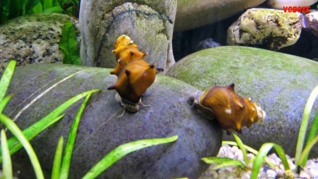 Улитка Пагода Содержание в аквариуме совместимость и разведение улиток Brotia pagodula смотреть онлайн