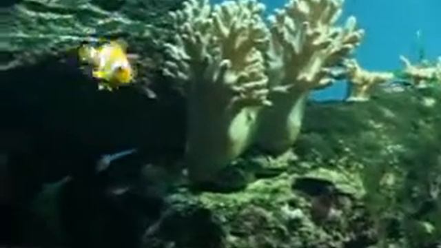 Севастопольский аквариум My-krym.ru.avi смотреть онлайн