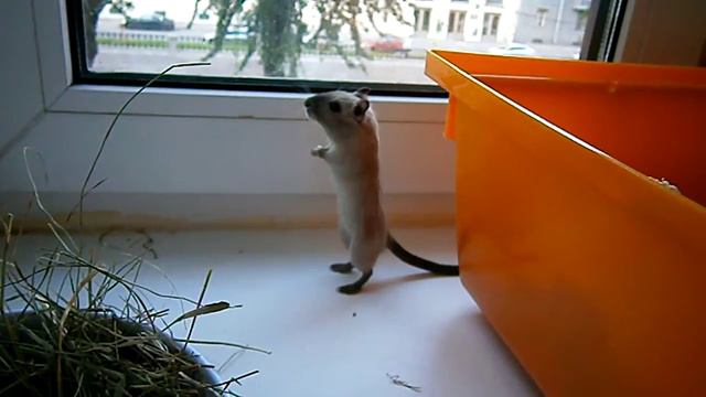 Джи стучит лапками. смотреть онлайн