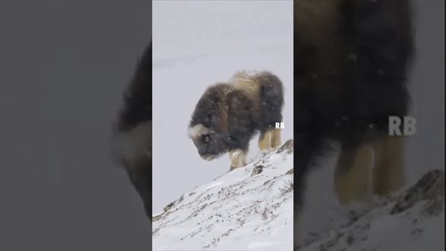 Скрипка, овцебыки и немного снежно! Violino, bois almiscarados e um pouco de neve! смотреть онлайн