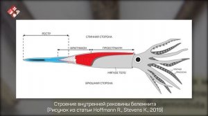Обитатели древних морей: белемниты