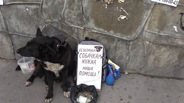 Безработная собака в Москве начала подрабатывать смотреть онлайн