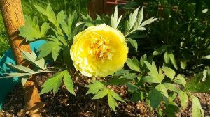 Желтый пион "Барцзелла" - новинка в моём саду!