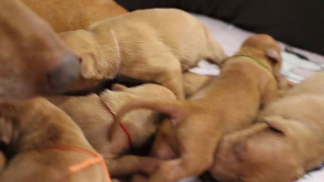 Litter I, Era Rocco, 1 Week Old