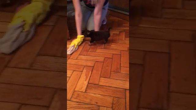 Чихуашка щенок помогает мыть пол смотреть онлайн