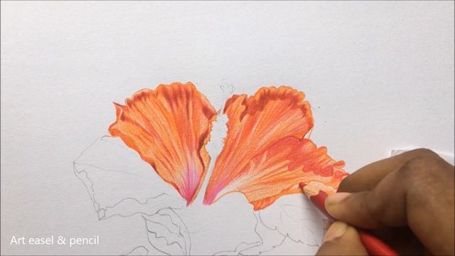 Hibiscus Flower Drawing In Color Pencils | Flower Drawing