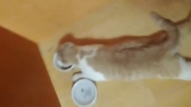 Ленивый кот смотреть онлайн