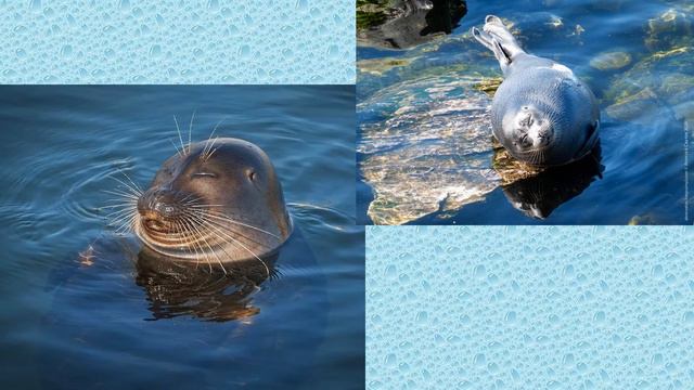 Байкальская нерпа