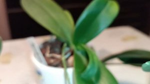 У орхомана в коллекции есть не только орхидеи-стандарты, но и мини🤗🌸