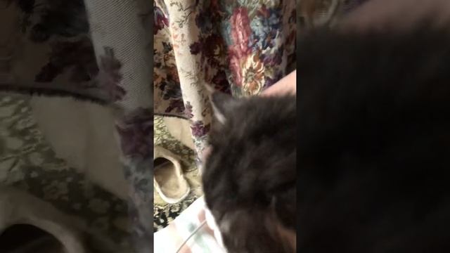 Котик- грелка смотреть онлайн