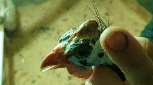 Как определить пол Цесарок