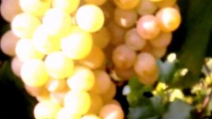 Виноград Бианка