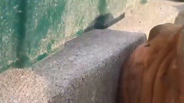 Два пса конкретно зилипли