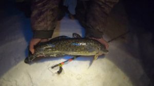 Ловля налима на стук , жерлицы , налимницы (Талакан )